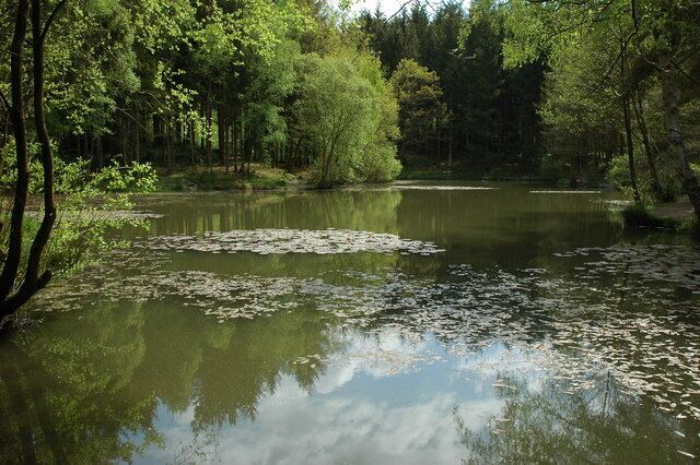 Small forest pool A small forest pool near Mirystock Bridge in the Forest of Dean.