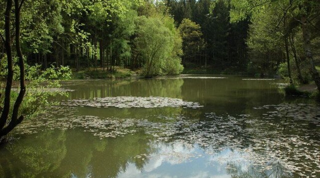 Small forest pool A small forest pool near Mirystock Bridge in the Forest of Dean.