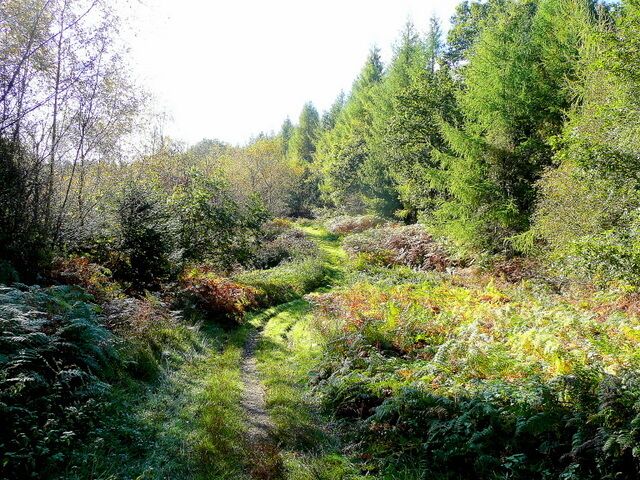 Forest path 2 Looking south on a golden October morning; the bracken is turning colour nicely.