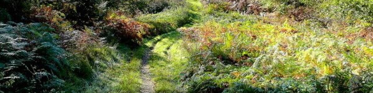 Forest path 2 Looking south on a golden October morning; the bracken is turning colour nicely.