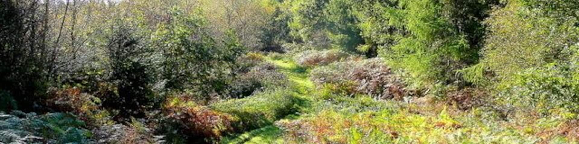 Forest path 2 Looking south on a golden October morning; the bracken is turning colour nicely.