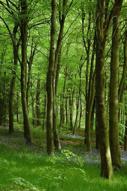 A forest with tall trees and a carpet of green grass.