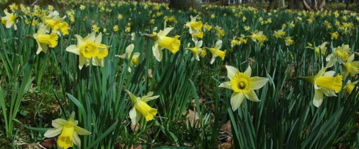 Wild daffodils in Hallwood The wild daffodil (Narcissus pseudonarcissus) is a more delicate and graceful plant than its cultivated counterparts, those pictured here are growing in the southern part of Hallwood.