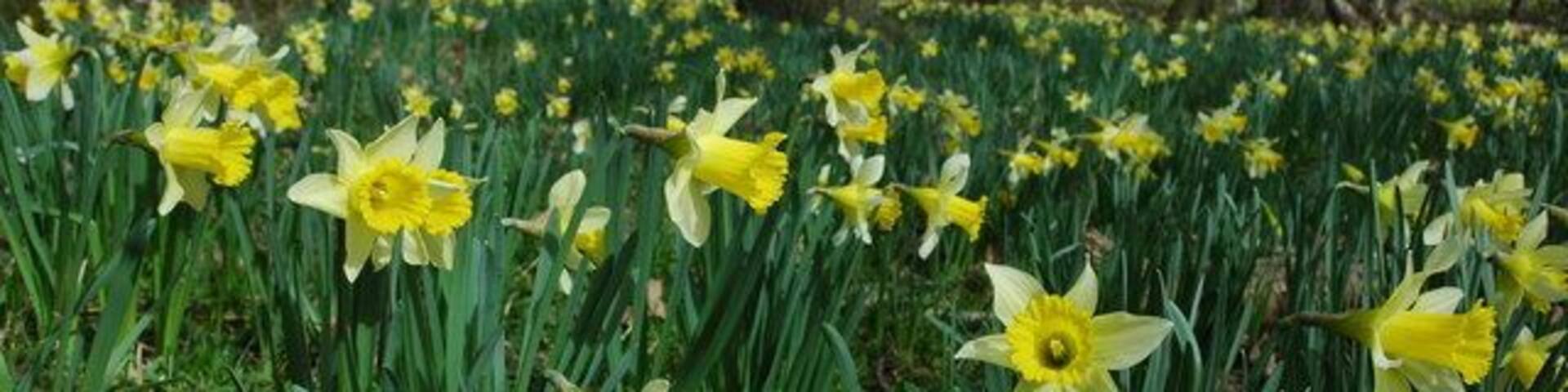 Wild daffodils in Hallwood The wild daffodil (Narcissus pseudonarcissus) is a more delicate and graceful plant than its cultivated counterparts, those pictured here are growing in the southern part of Hallwood.