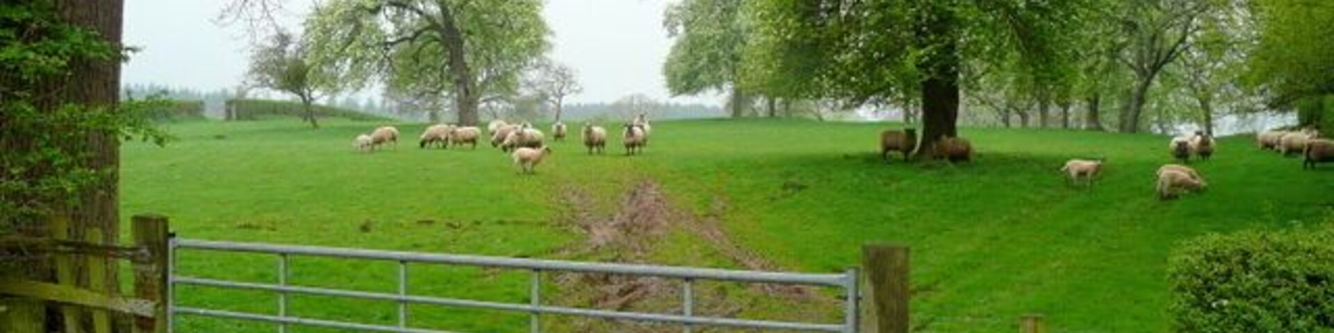 Sheep in the orchard 2. The same scene as in 1253892 taken from the road from Dymock to Murrells End.