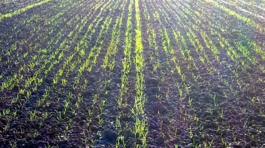 Young crops on the Poet's Path Looking into the sun and along the lines of the growing crop. Taken from the Poet's Path crossing a ploughed field. Very tiring.