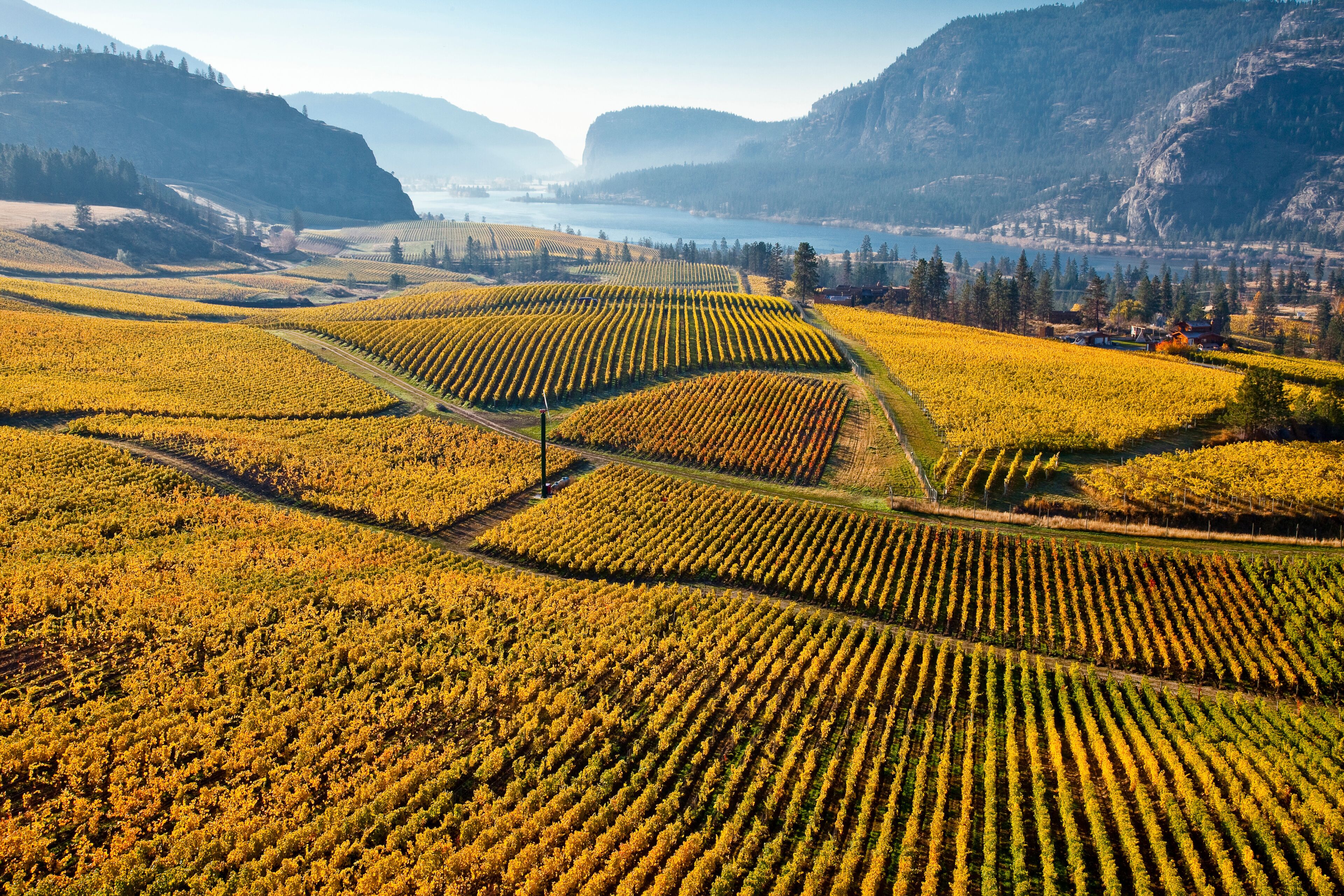 A vineyard with rows of grapevines, a lake, and mountains in the background.