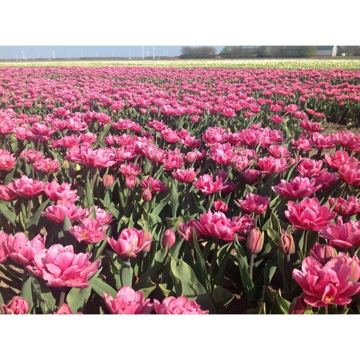 I named these tulips "Julia" tulips, for today . It is an old Dutch custom to name tulips ...