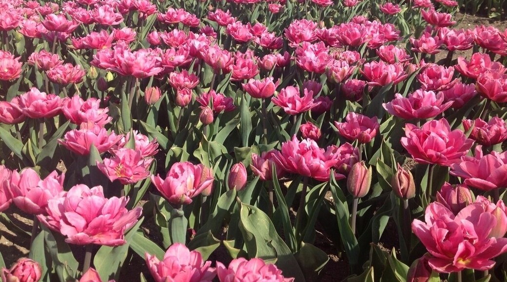 I named these tulips "Julia" tulips, for today . It is an old Dutch custom to name tulips ...