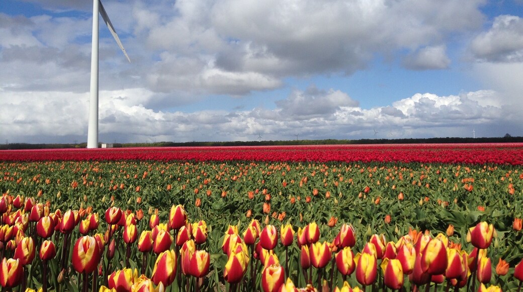 Just for tourism's sake: tulips. (mega) windmills. clouds. blue sky. more tulips. Holland.