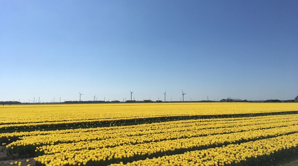 Yellow tulips can be a prime cause of feeling mellow. - welcome to our backyard.
