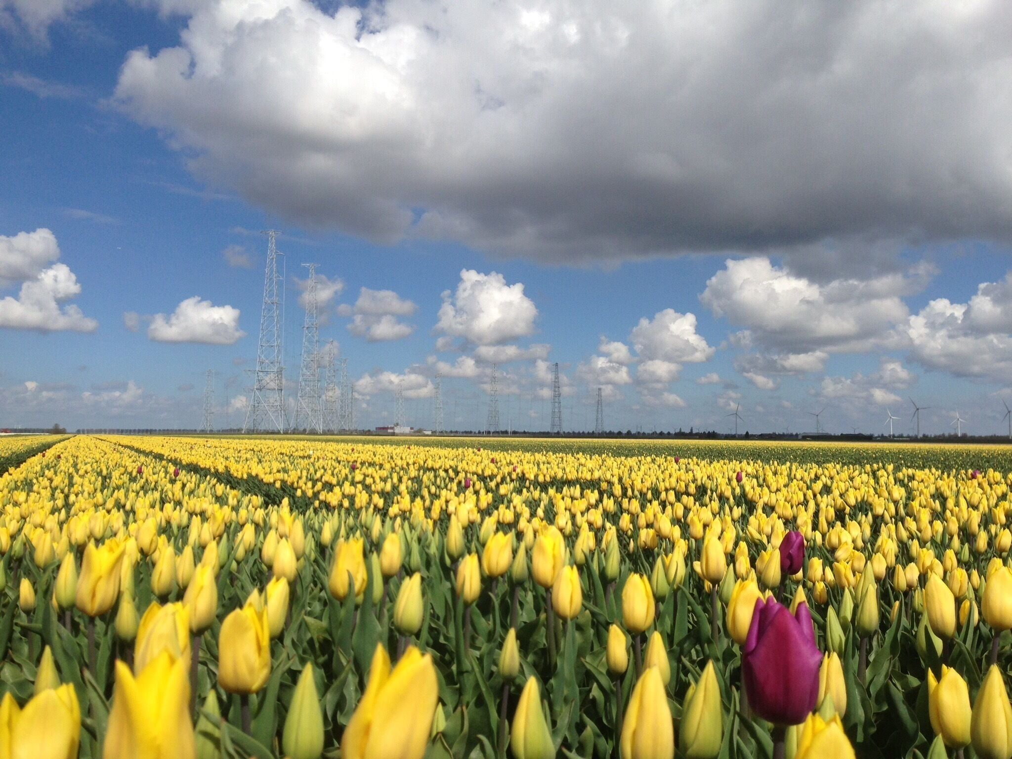 The towers of this shortwave transmitter give the landscape an alien-like appearance. As if the tulip-fields themselves are not sufficiently 'out of this world'. #Bestof5
