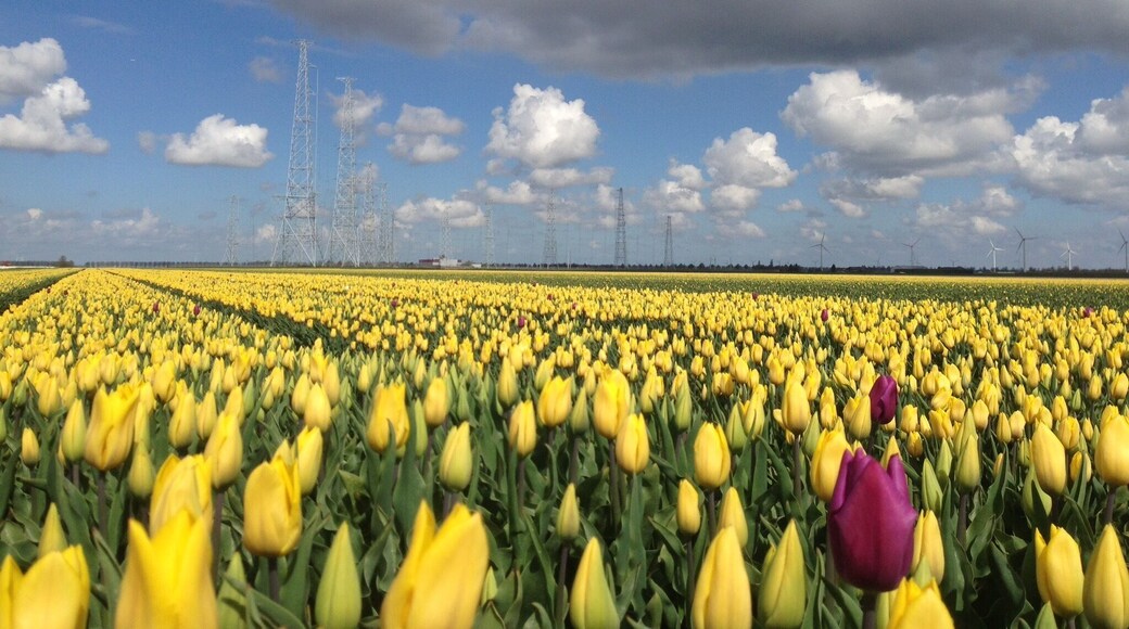 The towers of this shortwave transmitter give the landscape an alien-like appearance. As if the tulip-fields themselves are not sufficiently 'out of this world'. #Bestof5