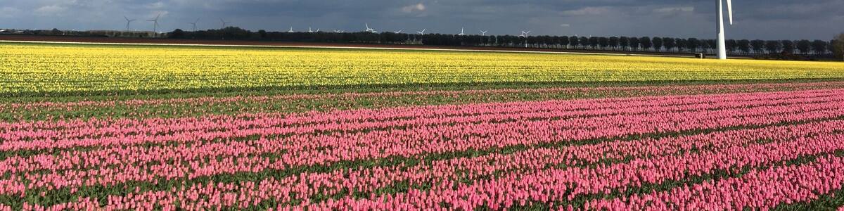 A wind turbine in a field of pink and yellow flowers under a partly cloudy sky.