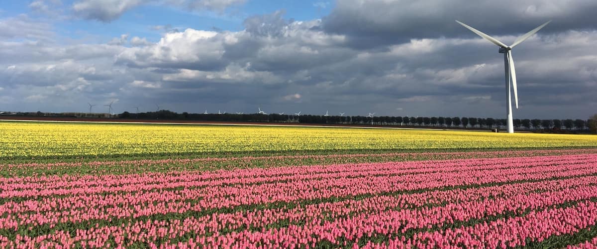 Home is where the tulip is. #tulpomania