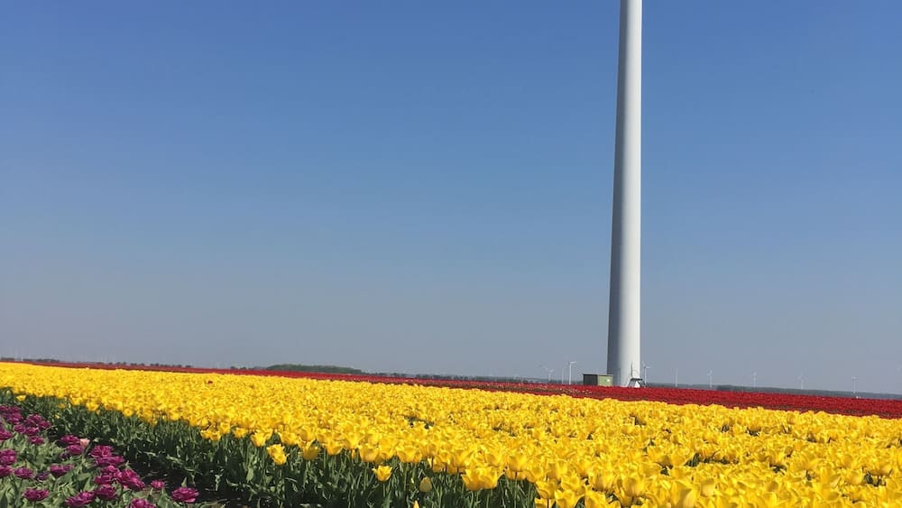 The yearly view I just cannot get used to. Best enjoyed with a small company of tulip vista lovers.