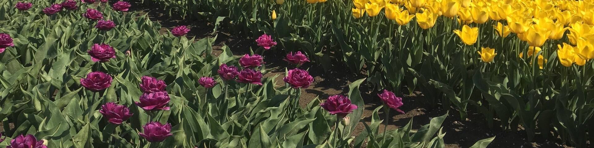 The yearly view I just cannot get used to. Best enjoyed with a small company of tulip vista lovers.