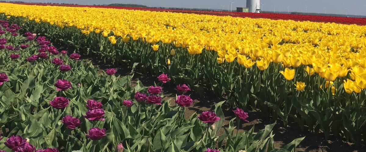 A wind turbine and a field of yellow and purple tulips.