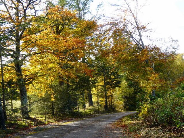 A forested path with autumn-colored trees.