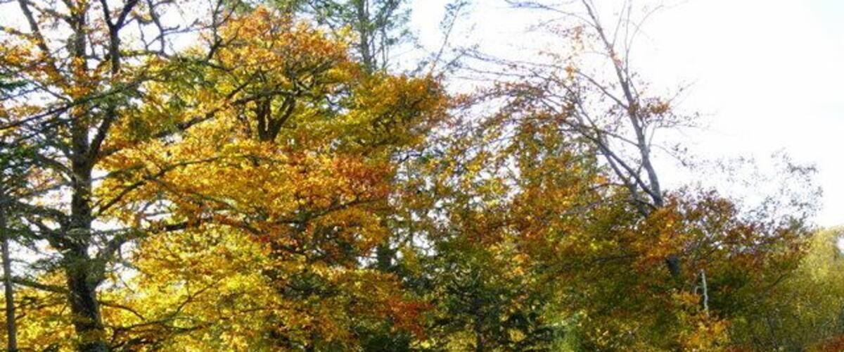 A forested path with autumn-colored trees.