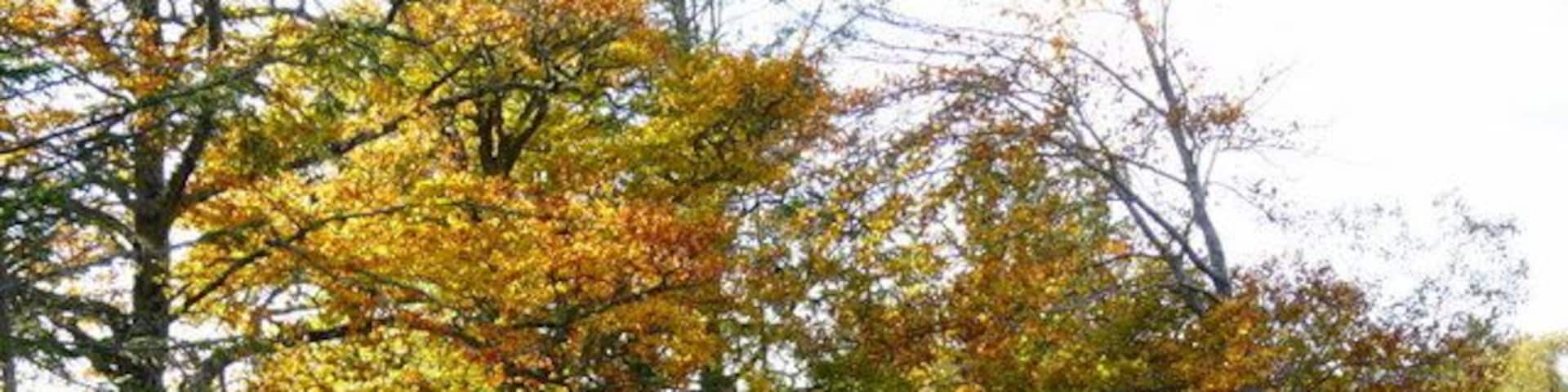 A forested path with autumn-colored trees.