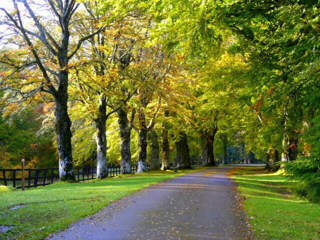 A tree-lined path with green grass and yellow leaves.
