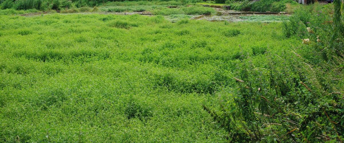 Watercress beds, Alresford