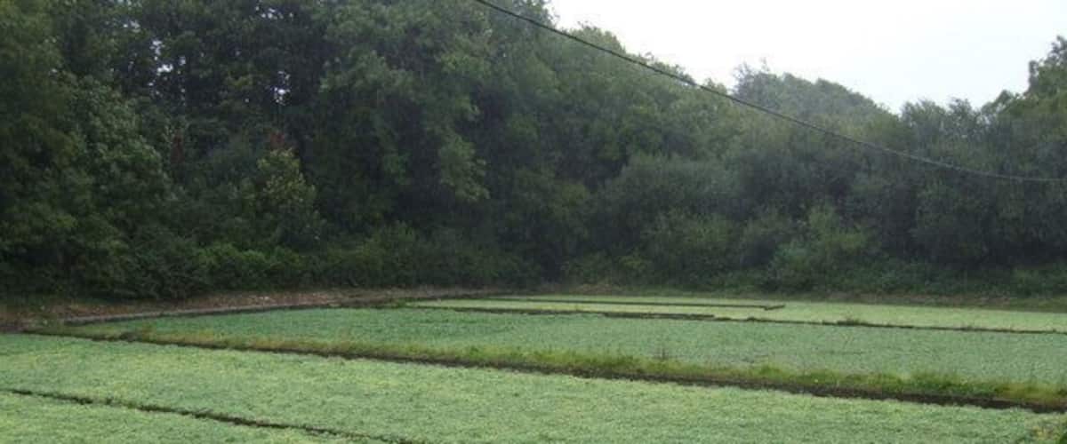 West Lea watercress beds The beds are watered by a tributary of the river Itchen. Watercress is a traditional crop of East Hampshire; the river water is clean and alkali and the proximity to London markets (by rail) is manageable.