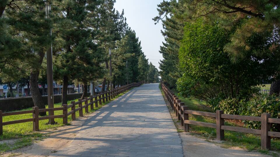 A paved pathway flanked by wooden fences and tall trees.