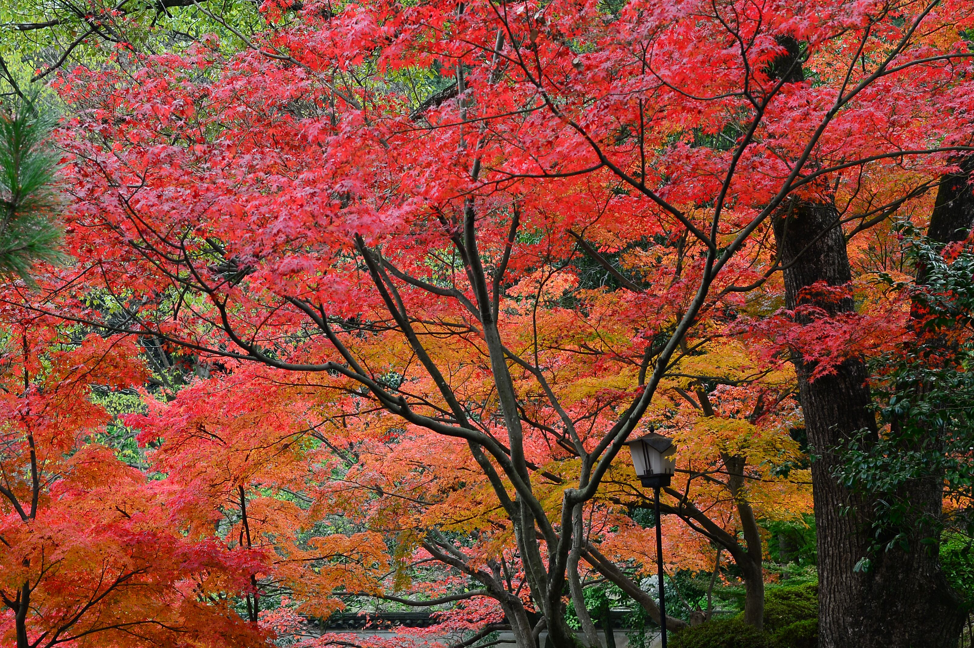 Momijidani Teien (Garden) in the grounds of Wakayama Castle. ; Shutterstock ID 489930064; Purchase Order: -