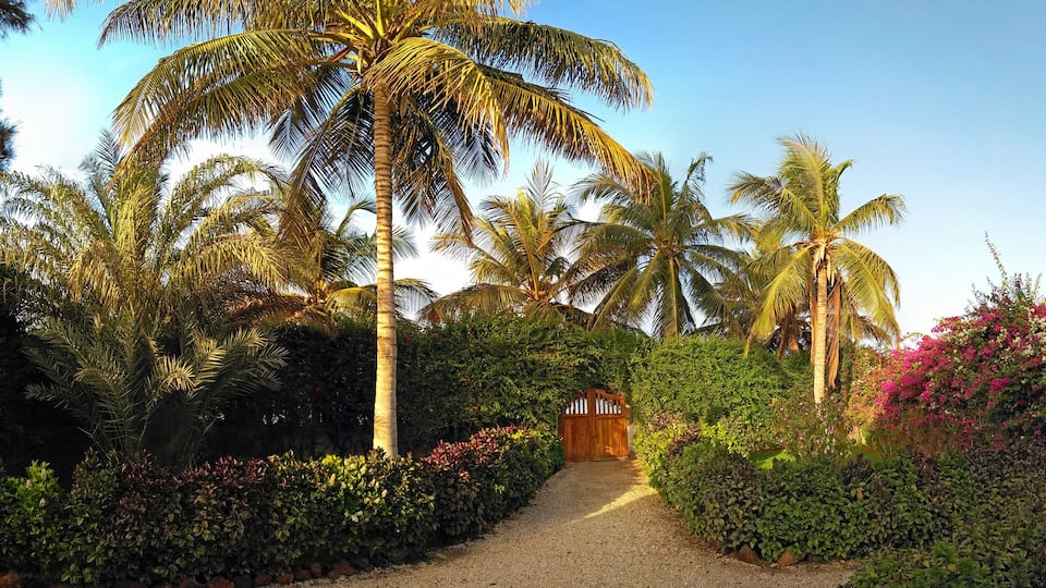 A garden with palm trees, a gravel path, and pink bougainvillea.