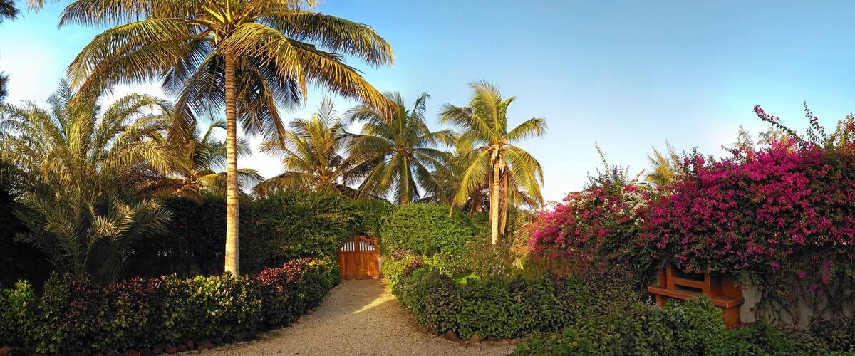 A garden with palm trees, a gravel path, and pink bougainvillea.