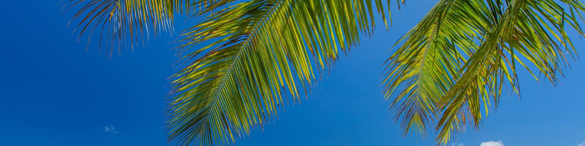 Natadola Beach which includes a sandy beach, general coastal views and tropical scenes