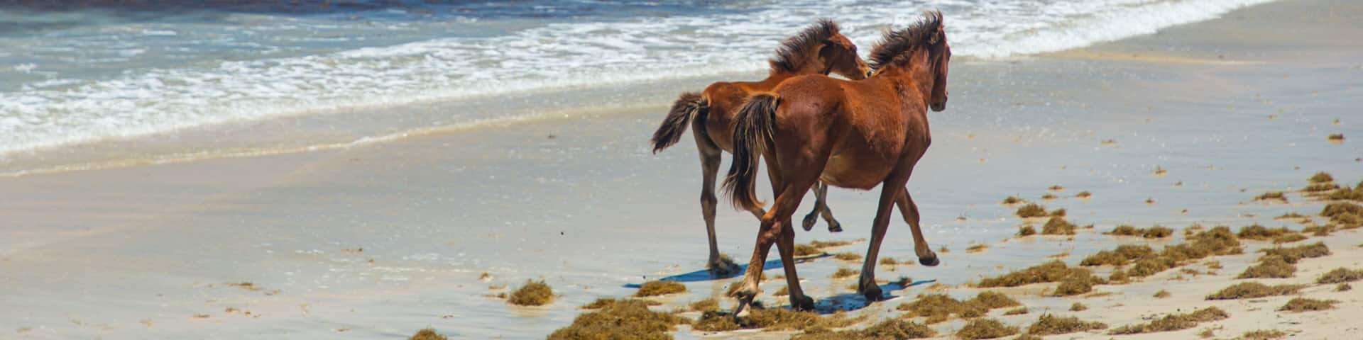 Natadola Beach which includes a beach, tropical scenes and land animals