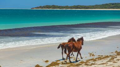 Natadola Beach which includes a beach, tropical scenes and land animals