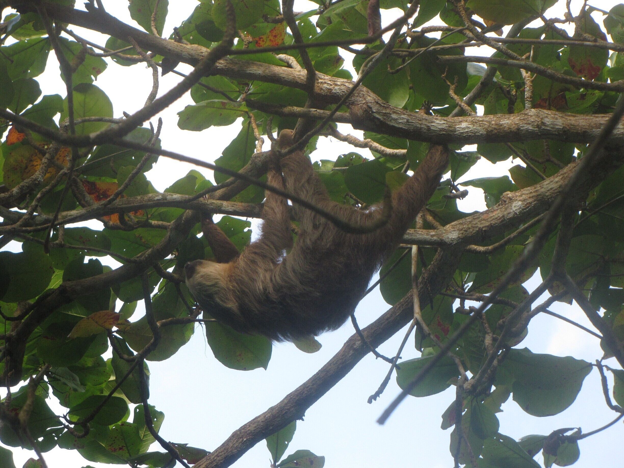 Yes, sloths really do hang upside down.  We took guests snorkeling and this fellow was hanging in one of the trees on the beach!   www.panamaroadrunner.com