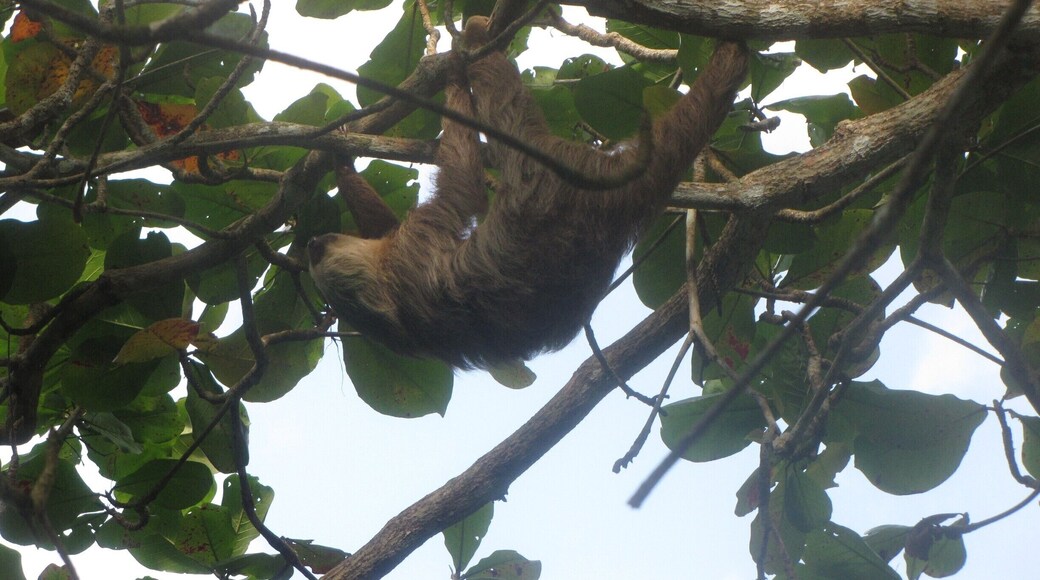 Yes, sloths really do hang upside down. We took guests snorkeling and this fellow was hanging in one of the trees on the beach! www.panamaroadrunner.com