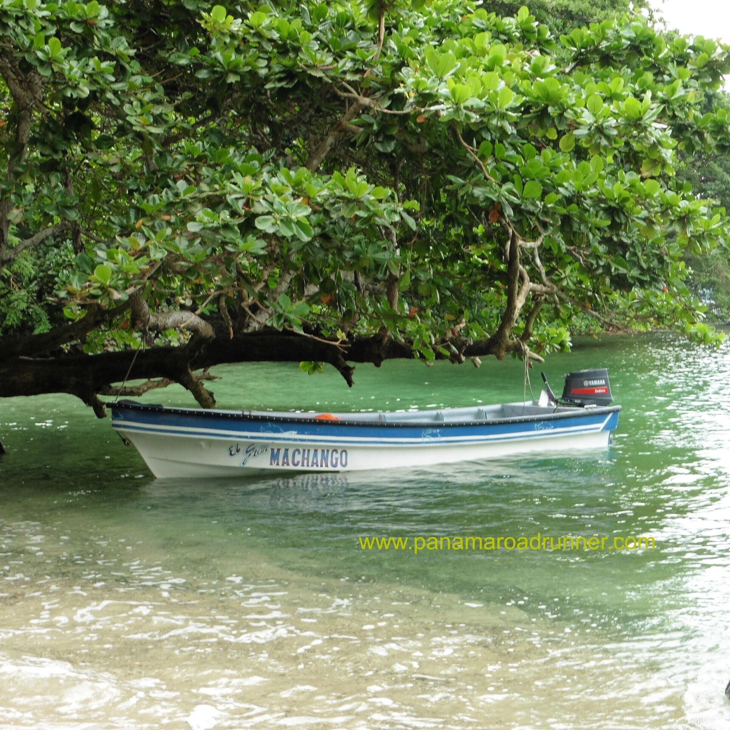 This little bay near the town of Portobelo is where our guests visit for snorkel or scuba.  The beach is tranquil (except for the occasional howler monkey) and there is not usually anyone else around.  