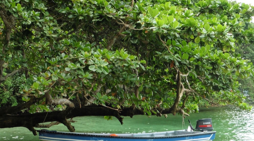 This little bay near the town of Portobelo is where our guests visit for snorkel or scuba. The beach is tranquil (except for the occasional howler monkey) and there is not usually anyone else around.