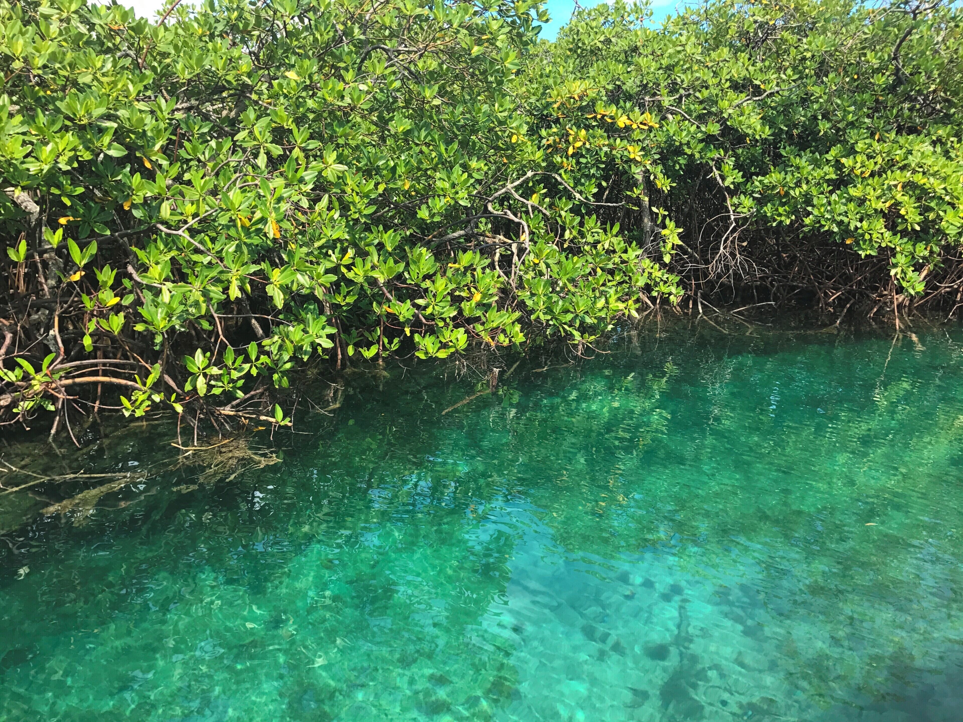 #lifeatexpedia Mamey is a private Island with few visitors so is an ideal retreat for couples. The boat ride from Puerto Lindo, Colon costs $6 both way. The entrance for the Island Mamey (as it is a private island) costs $2. That´s it!

There is no restaurant or hotels on the Island Mamey. You should bring all your refreshment with you, including lunch and drinks.
