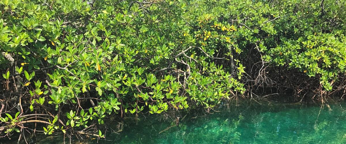 #lifeatexpedia Mamey is a private Island with few visitors so is an ideal retreat for couples. The boat ride from Puerto Lindo, Colon costs $6 both way. The entrance for the Island Mamey (as it is a private island) costs $2. That´s it!
There is no restaurant or hotels on the Island Mamey. You should bring all your refreshment with you, including lunch and drinks.