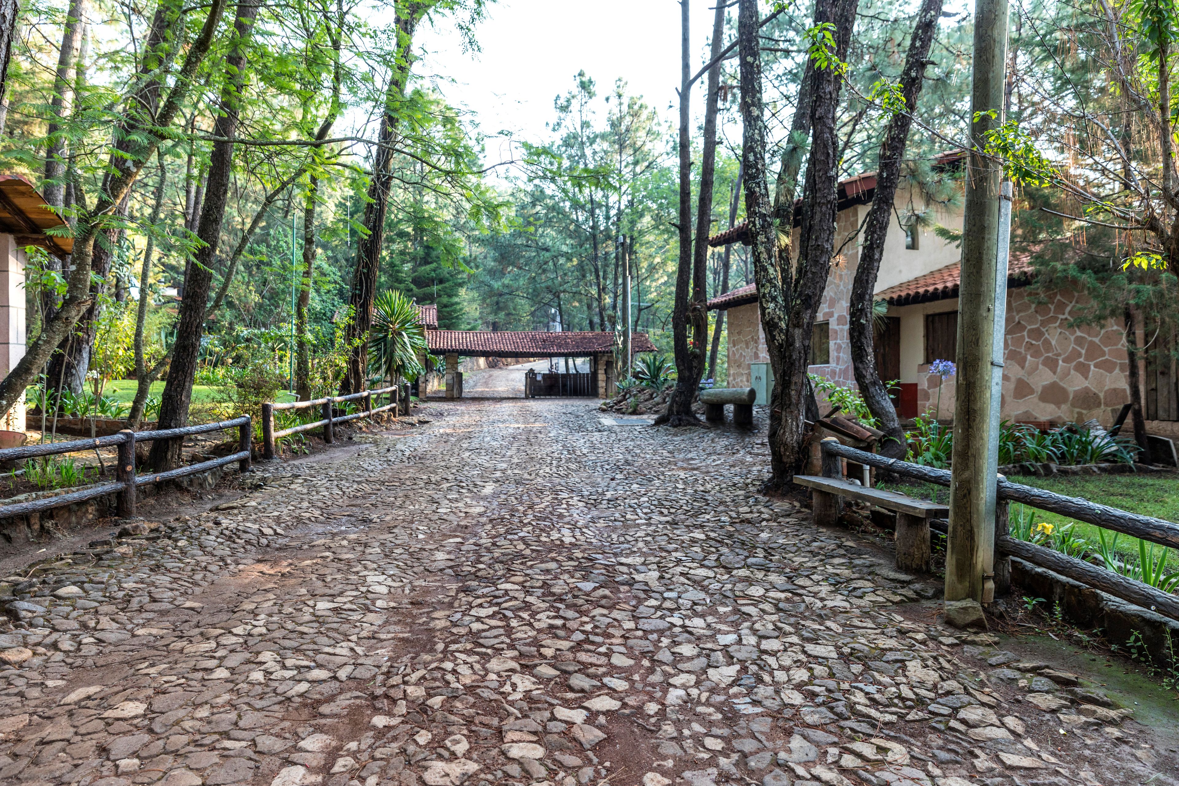 Green forest