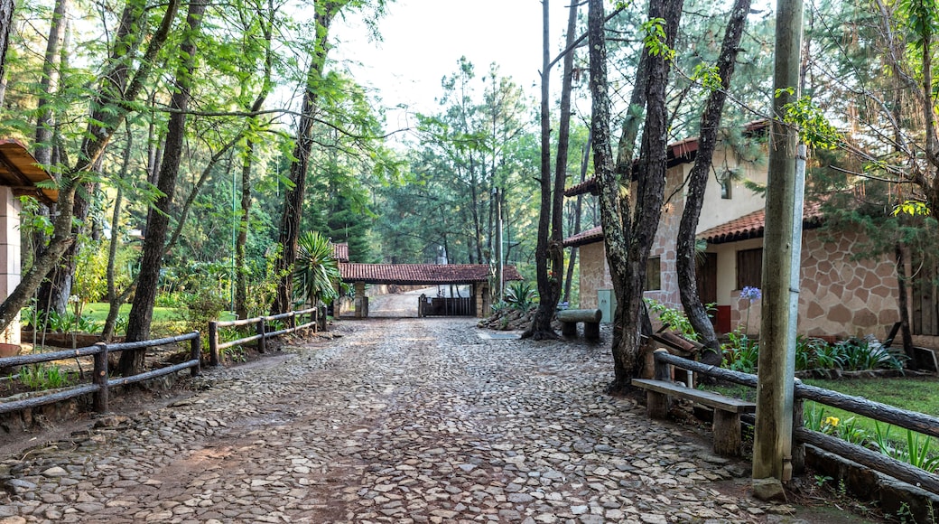 Green forest