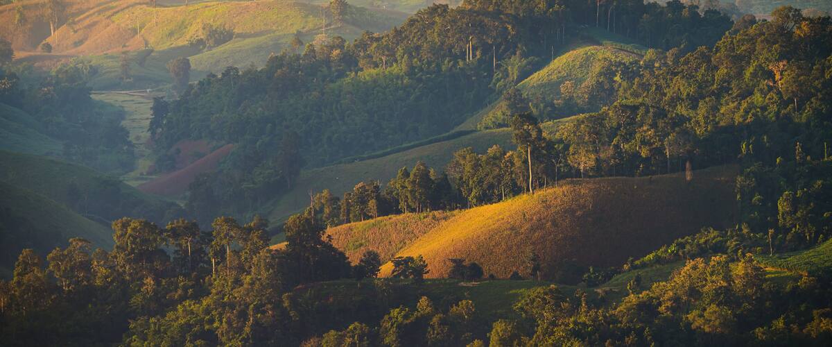 Rolling hills with dense forests and scattered trees.