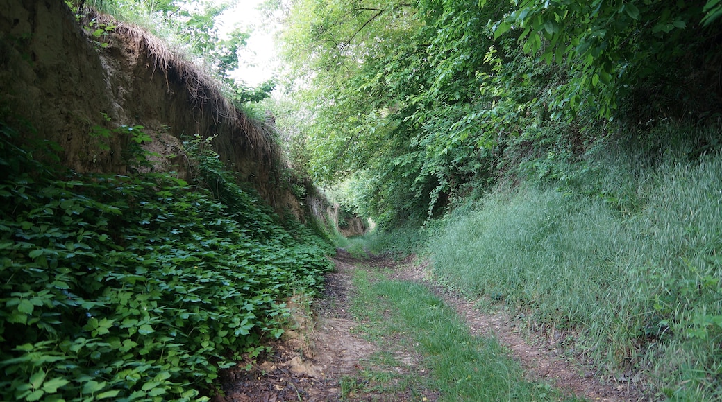 Hohlwege "Hohlenpfad Mühlhausen-Tairnbach"