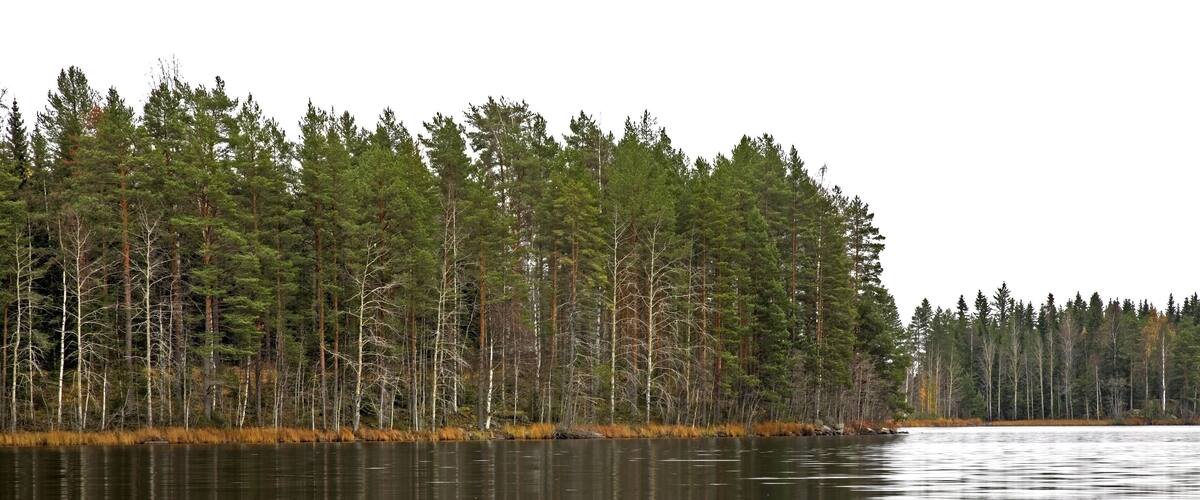 A calm lake surrounded by dense forest.