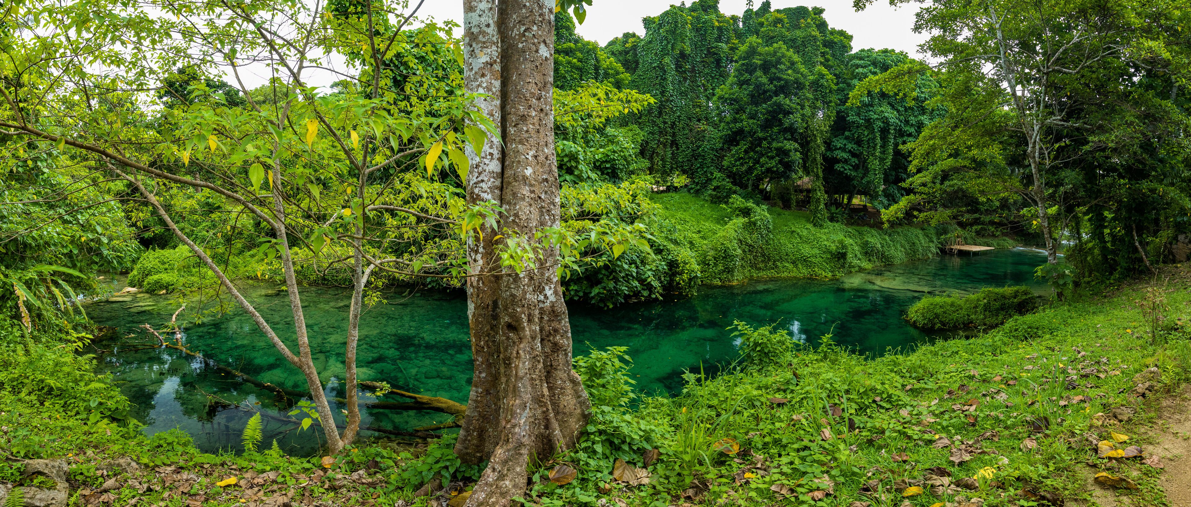 A clear river surrounded by dense greenery and trees.