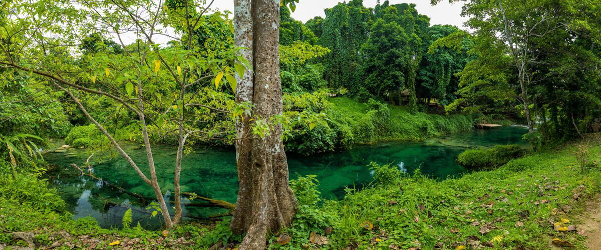 A clear river surrounded by dense greenery and trees.