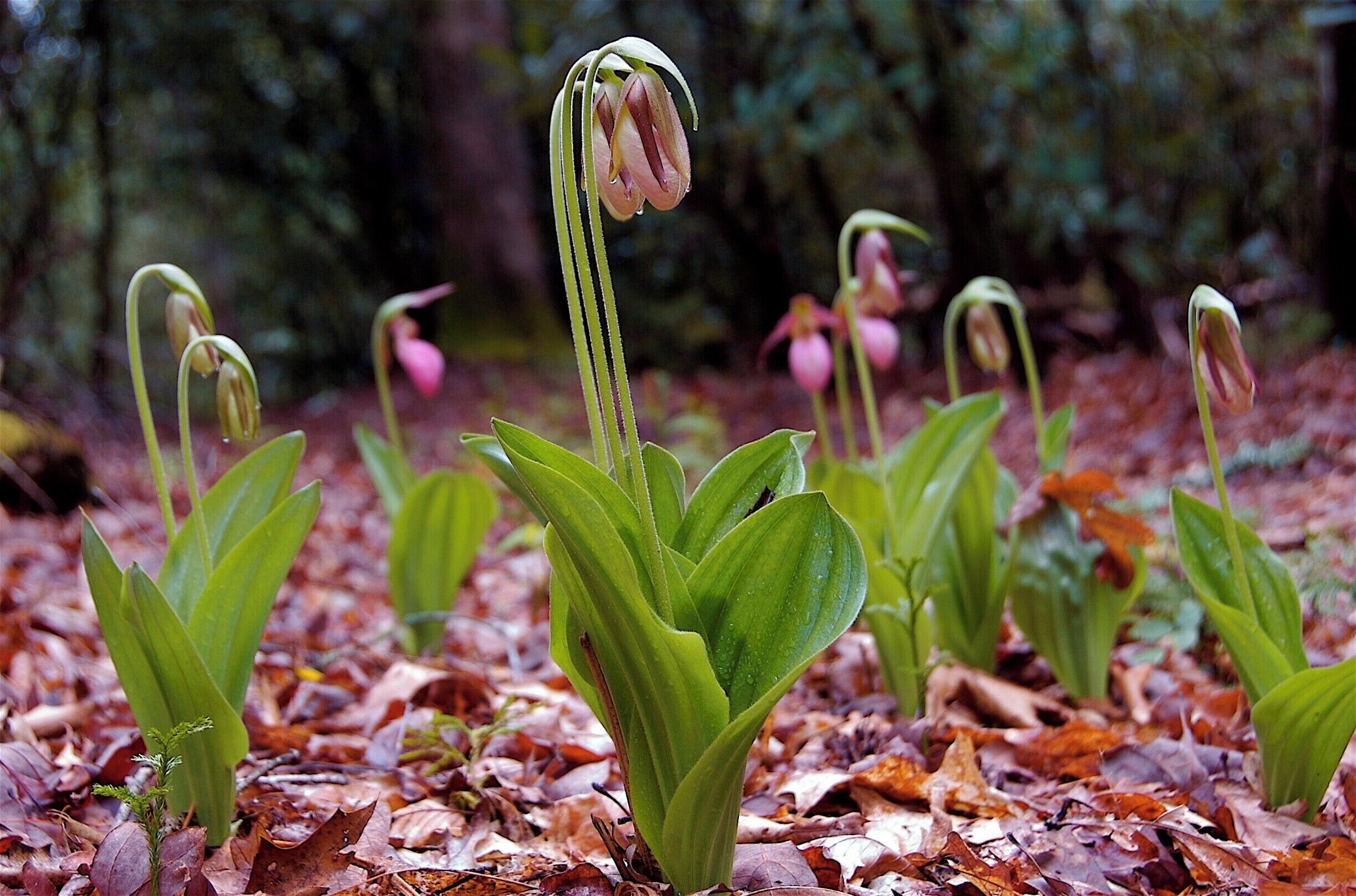 I love our neighbors. They come to our hillside and are beautiful, quiet, elegant, graceful. Everything you would love an american to be.Note the map: There's no way I'm telling you where these are. Live here well and love your place for ten years, then we'll talk.