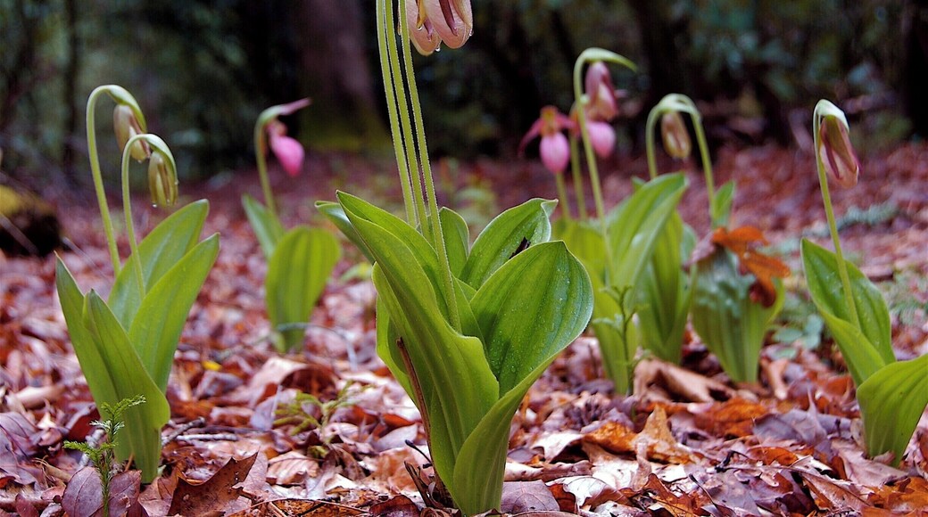 I love our neighbors. They come to our hillside and are beautiful, quiet, elegant, graceful. Everything you would love an american to be.Note the map: There's no way I'm telling you where these are. Live here well and love your place for ten years, then we'll talk.